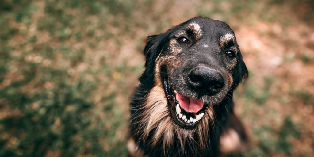 Das 1 Dentalspray für Hunde Anicare Premium Dental Care ++ Angebot